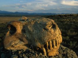 mass extinction