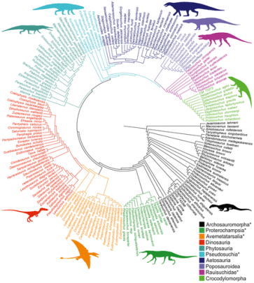 Allen phylogeny