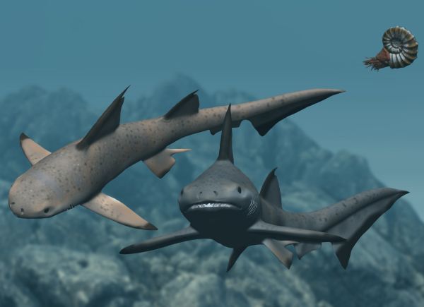 2 Hybodus sharks swimming in the Triassic seas with an ammonoid in the background.