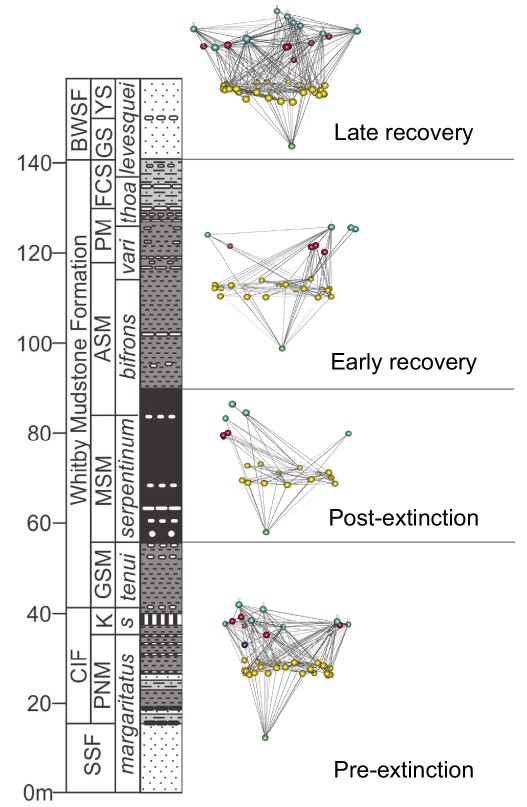 Image from article showing 4 food webs through the pre-extinction, post-extinction, early recovery and late recovery intervals for the Toarcian extinction event from the Cleveland Basin in Yorkshire.